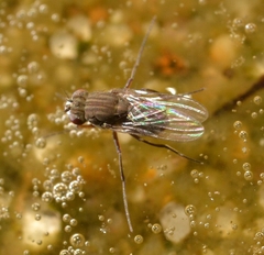 Brachydeutera argentata