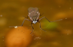 Brachydeutera argentata