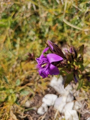 Gentianella anisodonta