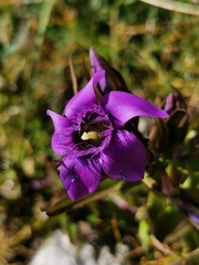 Gentianella anisodonta