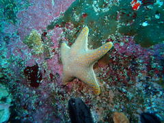 Callopatiria formosa