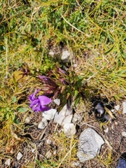 Gentianella anisodonta