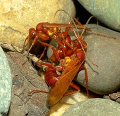 Sphictostethus nitidus