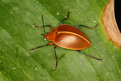 Ellipticus testaceus