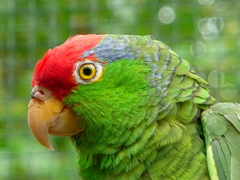 Red-Crowned Amazon photo 2