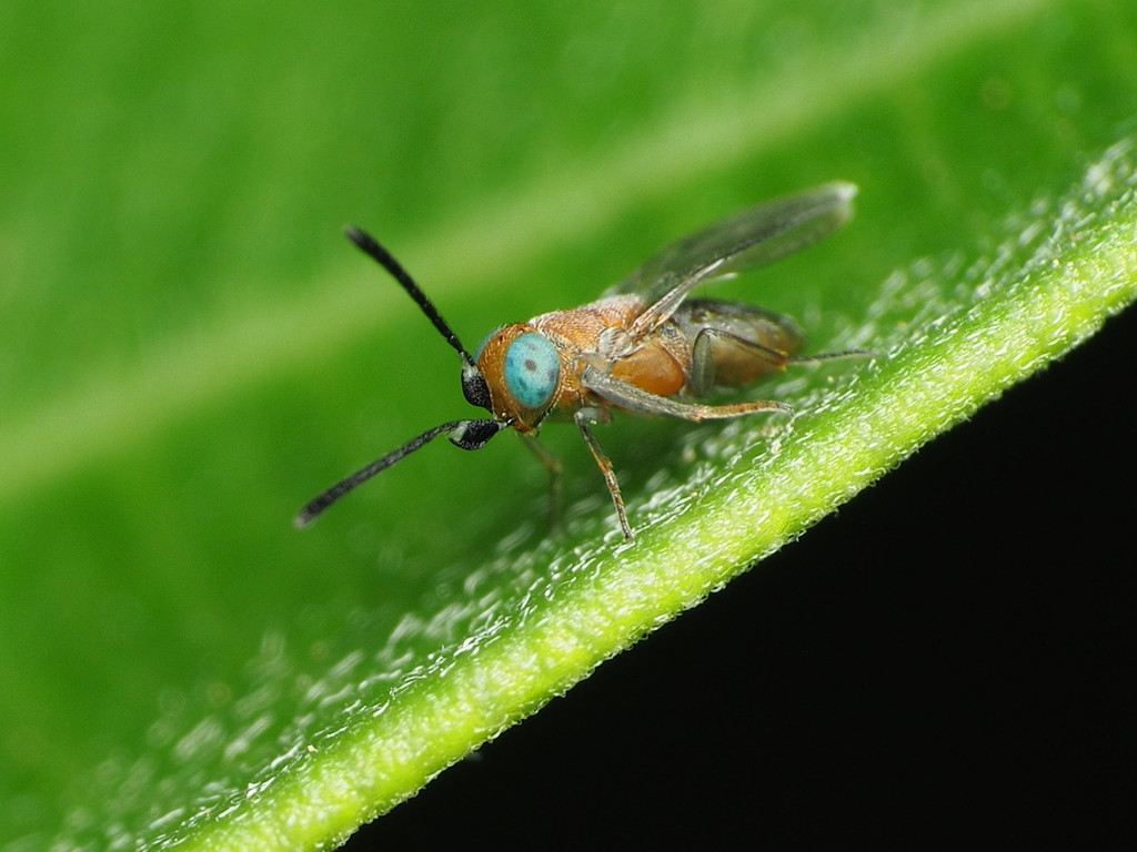Anagyrus orbitalis