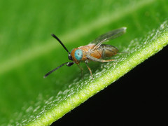 Anagyrus orbitalis