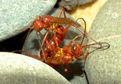 Sphictostethus nitidus