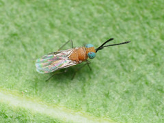 Anagyrus orbitalis