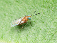 Anagyrus orbitalis