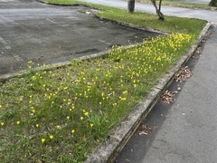 Zephyranthes citrina