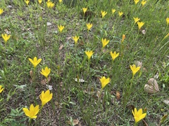 Zephyranthes citrina