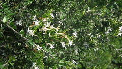 Jasminum angulare