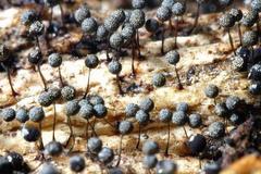 Collaria arcyrionema