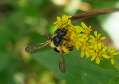 Andrena robervalensis