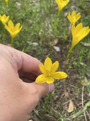 Zephyranthes citrina