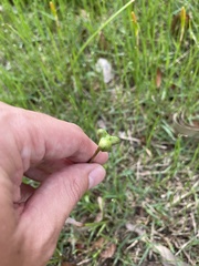 Zephyranthes citrina