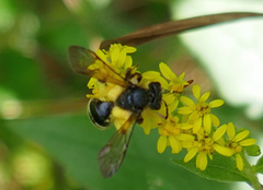 Andrena robervalensis