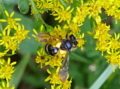 Andrena robervalensis