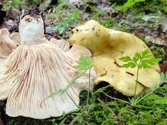 Lactarius intermedius