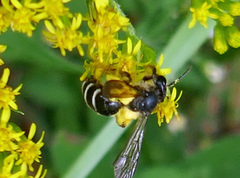 Andrena robervalensis