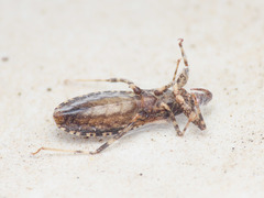 Oncocephalus squalidus