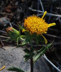 Berkheya spinosa