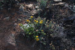 Berkheya spinosa