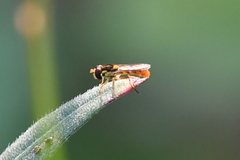 Sphaerophoria pyrrhina