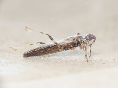 Oncocephalus squalidus