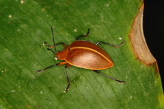 Ellipticus testaceus
