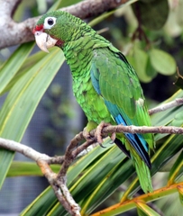 Puerto Rican Amazon photo 2