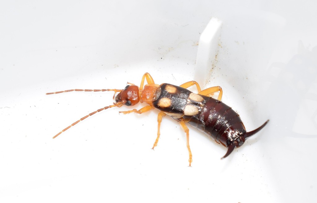 Smyrnean Earwig