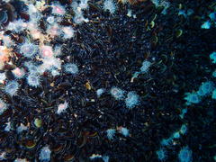 Choromytilus meridionalis