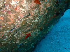 Chalaroderma ocellata