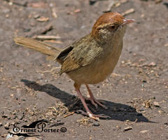 Cisticola fulvicapilla fulvicapilla