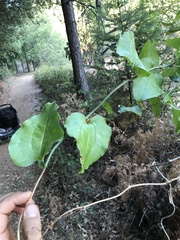 Smilax californica