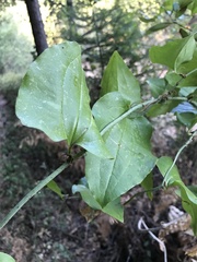 Smilax californica