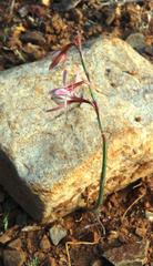 Hesperantha marlothii