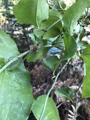 Smilax californica