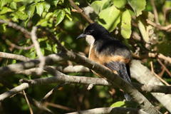 Laniarius ferrugineus ferrugineus