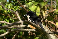 Laniarius ferrugineus ferrugineus