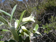 Billardiera sericophora