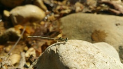 Platycnemis dealbata