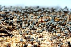 Collaria arcyrionema