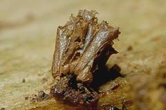 Cribraria cribrarioides