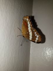 Anartia fatima