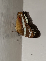 Anartia fatima
