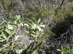 Billardiera sericophora