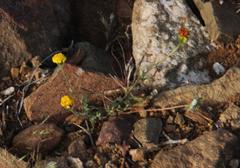 Senecio glutinosus